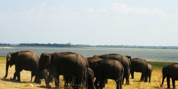 Sri Lanka in June For Culture, Beaches and Wildlife