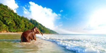 Places To Visit In Andaman & Nicobar Islands