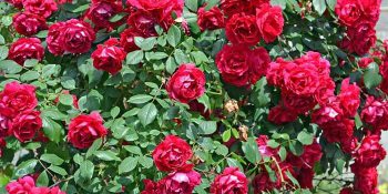 Explore Gifts Of Nature At Rose Gardens Of India