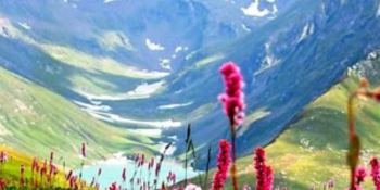Alpine Flowers and Trekking