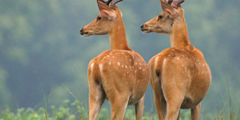 Top 10 most visited place in Kanha National park