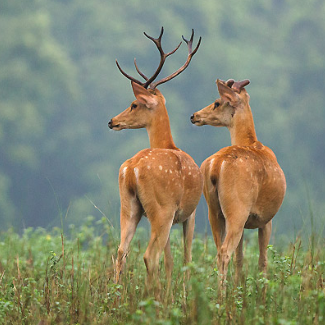 Top 10 most visited place in Kanha National park - Toliday Trip