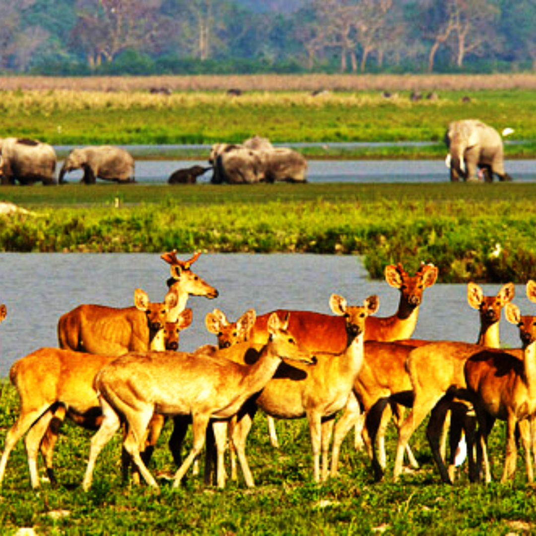 Kaziranga national park - Toliday Trip