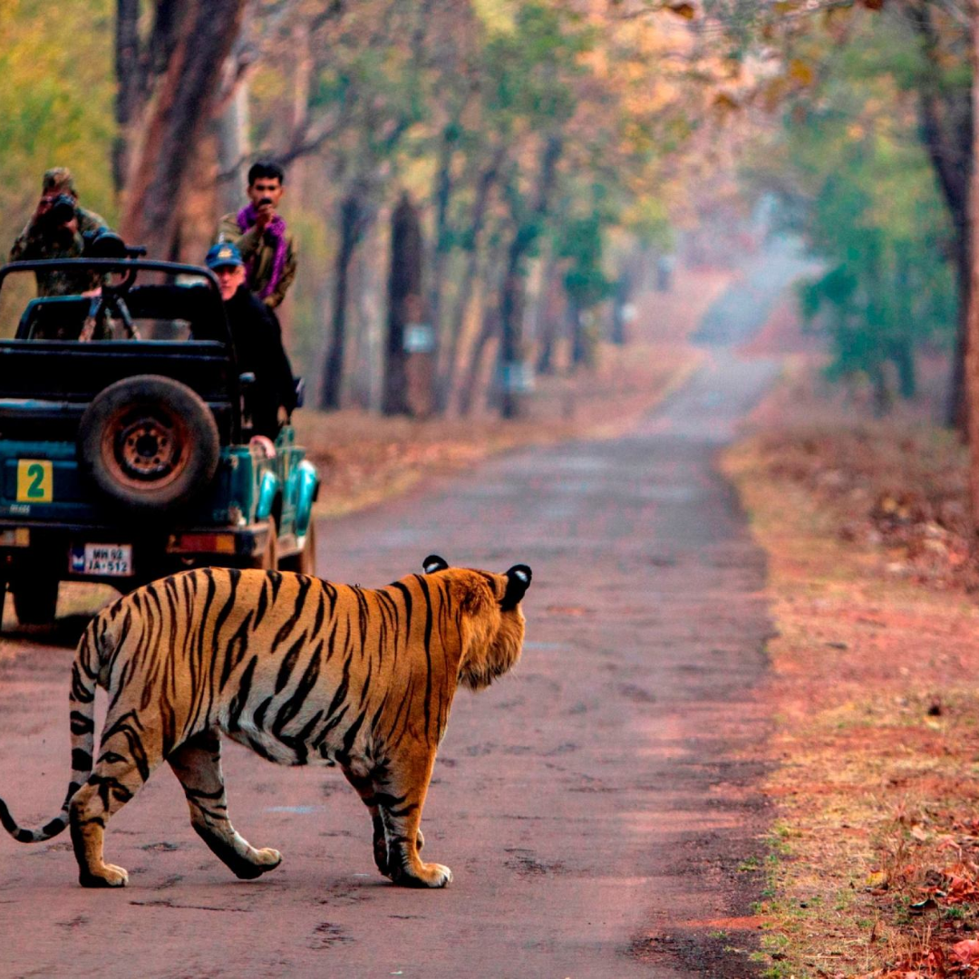 tadoba travel blog