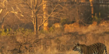 Tiger Safari and Ranthambore Fort