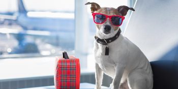 Traveling with Pets: Dos and Don’ts