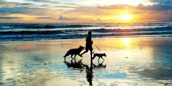Traveling with Pets: Tips for a Pawsome Adventure