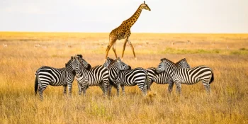 Unforgettable Wildlife Safaris in Africa