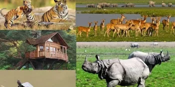 Wildlife Conservation in Kaziranga National Park