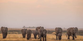 Responsible Wildlife Tourism: Ethical Encounters with Animals