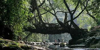 Mystical Beauty of Shillong’s Living Root Bridges