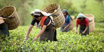 Tea Tourism in Assam