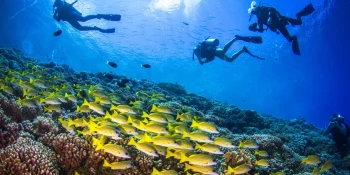 Diving into the World’s Best Dive Sites