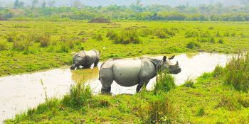 Into the Wild: Wildlife Adventures in Kaziranga National Park, Assam