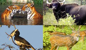 Goa for Nature Lovers: Wildlife Sanctuaries and Eco-Tours