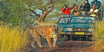 How to reach Ranthambore from Delhi