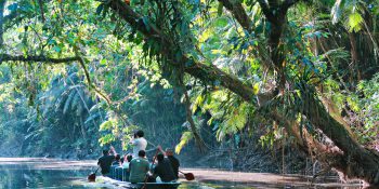 Adventure Awaits: Trekking Through the Amazon Rainforest