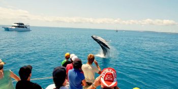 Cruising the Waters: Boat Tours and Dolphin Watching in Goa