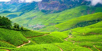 Mesmerizing Views: Munnar’s Tea Gardens