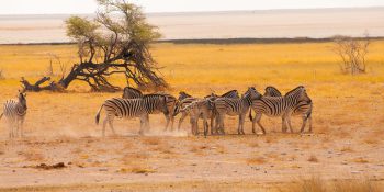 Safari Dreams: Wildlife Encounters in the Heart of Africa