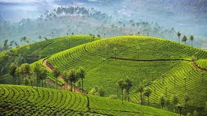 Exploring Munnar Tea Plantations: A Journey Through Kerala’s Green Gold