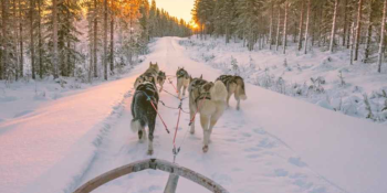 Dog Sledding Adventures in Scandinavia: A Winter Wonderland