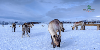 Tromsø, Norway: The Arctic Wonderland for Northern Lights and Winter Adventures