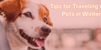 Tips for Traveling with Pets in Winter