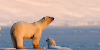 Arctic Wildlife Tours: What to Expect