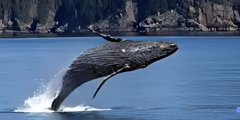 Whale Watching in Winter Destinations: A Magical Winter Experience with Toliday Trip