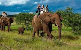 Top 10 Must-Visit Places in Jim Corbett for an Amazing Wildlife Adventure