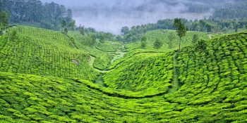 Top 10 Places to Visit in Munnar – Explore the Beauty of Kerala