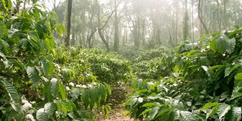 Top 10 Places to Visit in Coorg – Explore the Scotland of India